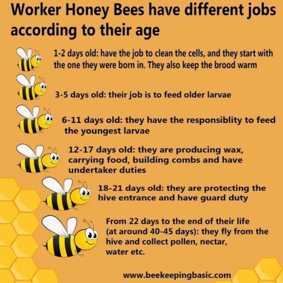 xx 3 Lip Balms Organic PEPPERMINT Hand Crafted NWT - Picture 7 of 11